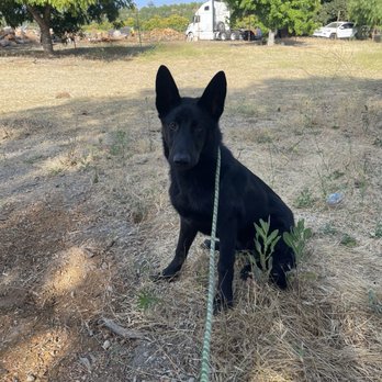 Bar K9 Dog Training - Pet Training Near Me Bar K9 Dog Training - Pet Training Near Me