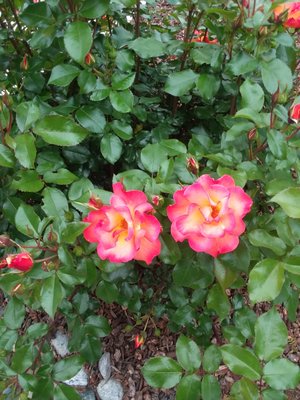 Great irrigation - Great irrigation brings this results make sure your irrigation is working great. Great irrigation - Great irrigation brings this results make sure your irrigation is working great.