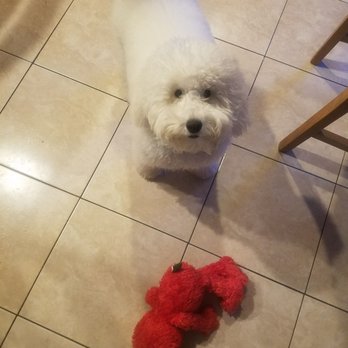 Petco - Pet Training Near Me - Massapequa, New York