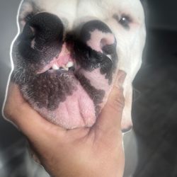 Dream Dogos - Cleft palate allegedly bred by Dream Dogo's.  Sold for around $10,000.  As a breeding prospect.