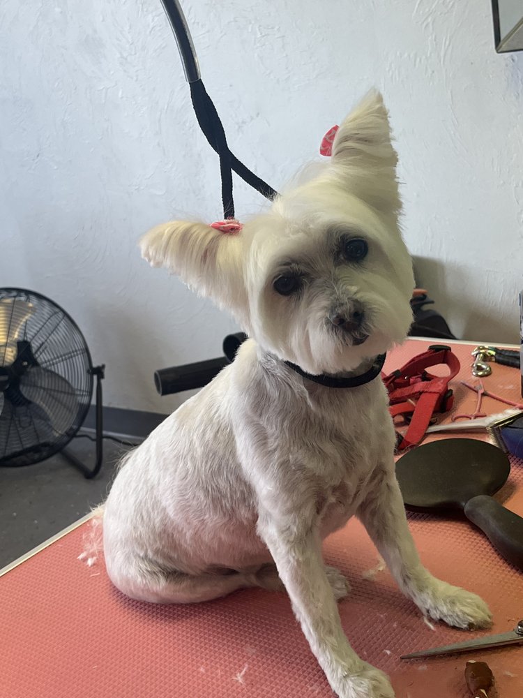 BETHANY PAWS GROOMING Updated August 2024 7611 NW 23rd St, Bethany