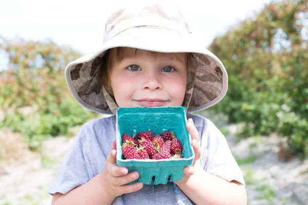 Biringer Farms by null