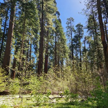 Calaveras Big Trees State Park - Parks Near Me - Arnold, California