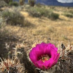 Red Rock Canyon - Strawberry hedgehog cactus blooming ~ 4/10/26