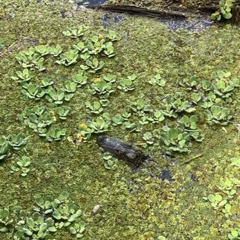 Lettuce Lake Park - Parks Near Me - Tampa, Florida