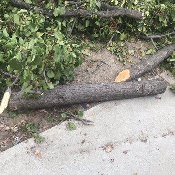 Eli Tree Service - Tree Services Near Me