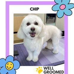 Chip the Bichon