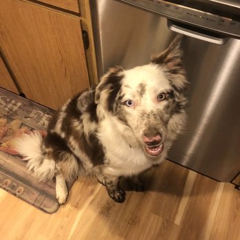 All Heating - Muddy dog - Heating & Air Conditioning/HVAC Near Me - Snohomish, Washington