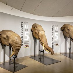 La Brea Tar Pits & Museum - The evolution