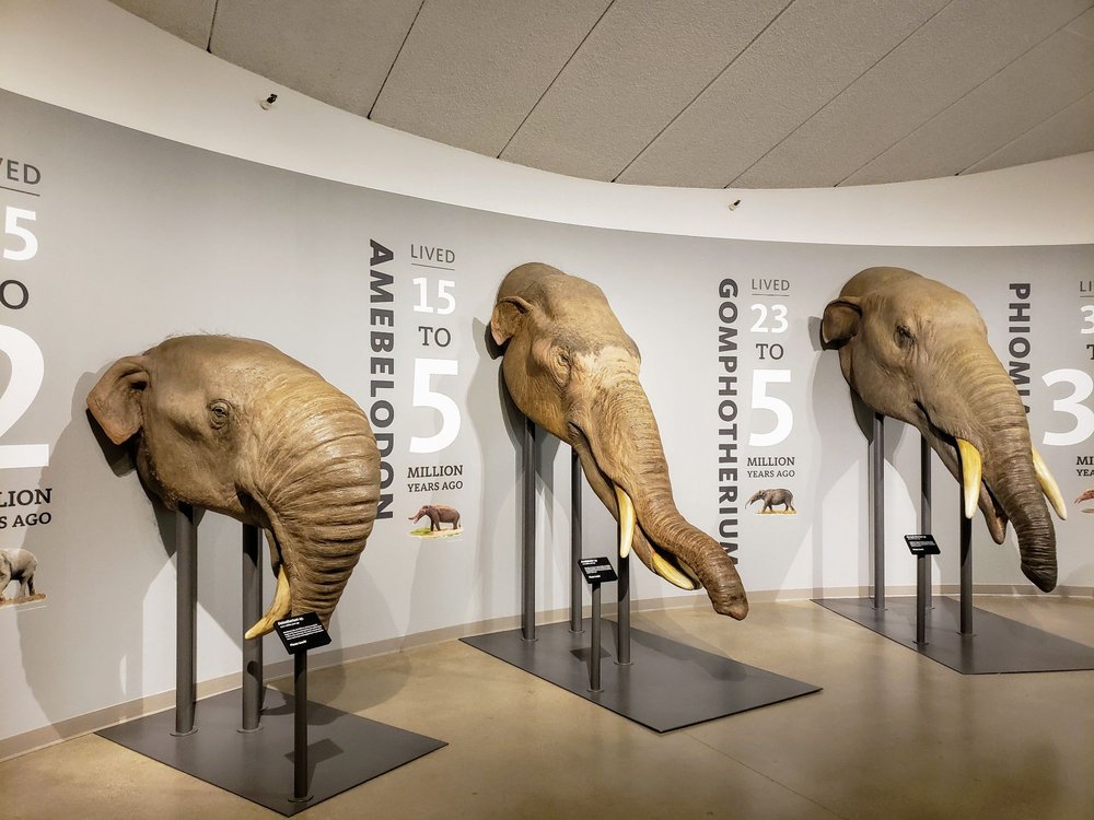 La Brea Tar Pits & Museum