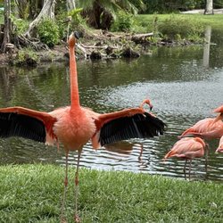 Flamingos toam freely