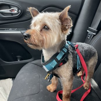 Furever Friends - Pet Groomers Near Me - Carrollton, Texas