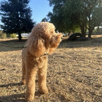 Bar K9 Dog Training - Pet Training Near Me Bar K9 Dog Training - Pet Training Near Me