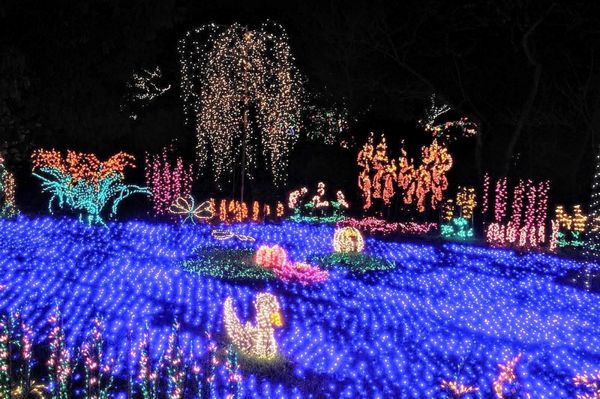 Garden d’Lights by null