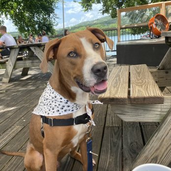Mozart's Coffee Roasters - Dog-friendly patio - Coffee & Tea Near Me - Austin, Texas