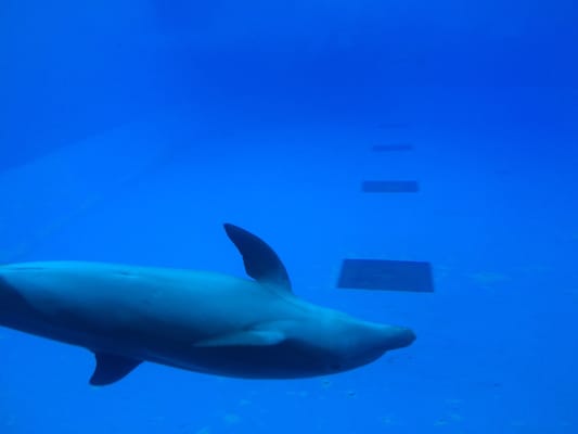 Aquarium of Veracruz by null