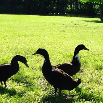 Georgetown Park & Recreation - Ducks - Parks Near Me - Georgetown, Texas