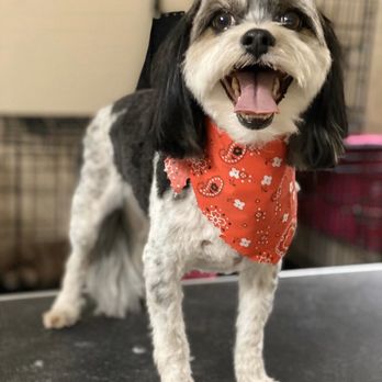 Fur Paws - LIL Princess LEIA looking so happy to have her hair cut - Pet Groomers Near Me - Houston, Texas