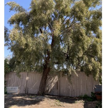 Key Landscape  - Tree that was removed - Landscaping Near Me