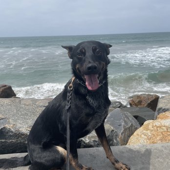 Specialty Dog Training - Photo provided of my dog during his board and train. - Pet Training Near Me - Oceanside, California