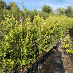 C & M Growers - Ficus hedge