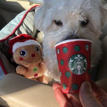 Starbucks - Toby having some whip cream - Coffee & Tea Near Me - Allentown, Pennsylvania