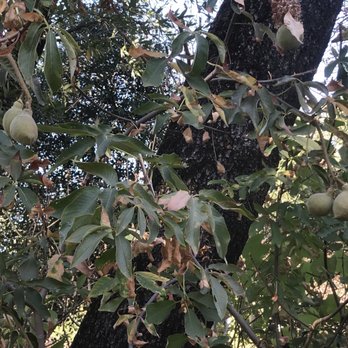 Jack London Village - 9/7/2018: Jack London Village. - Local Flavor Near Me - Glen Ellen, California Jack London Village - 9/7/2018: Jack London Village. - Local Flavor Near Me - Glen Ellen, California