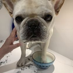 Charles St Animal Clinic - Dr. Wasko! I'm doing what you told me to do! I feel better! THANKS!