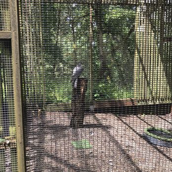 Cascades Raptor Center - Zoos Near Me - Eugene, Oregon