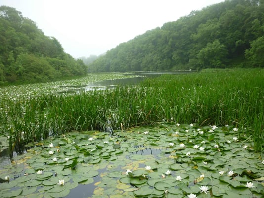 Bosherston Lily Ponds by null