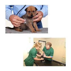 Shepherd Veterinary Centre