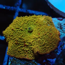 Cuttle Fish And Corals - Game over jaw breaker mushroom