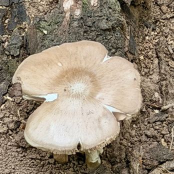 Turkey Mountain Wilderness Area - Mushroom - Hiking Near Me - Tulsa, Oklahoma Turkey Mountain Wilderness Area - Mushroom - Hiking Near Me - Tulsa, Oklahoma
