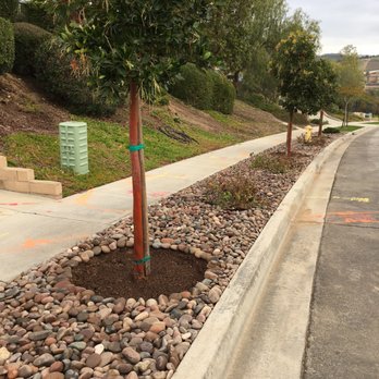 Cris Castro Landscape Maintenance - Parkway after - Landscaping Near Me - Oceanside, California Cris Castro Landscape Maintenance - Parkway after - Landscaping Near Me - Oceanside, California