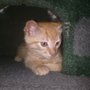 Photo of Nena Pikes Home, Pet and Personal Services