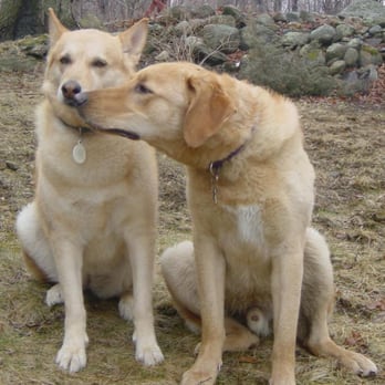 Acton Critter Sitters - Pet Services Near Me - Acton, Massachusetts Acton Critter Sitters - Pet Services Near Me - Acton, Massachusetts