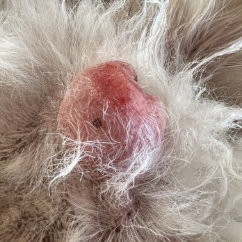 Sparkle & Shine Pet Grooming - Swollen vulva - Pet Groomers Near Me - Shadow Hills, California Sparkle & Shine Pet Grooming - Swollen vulva - Pet Groomers Near Me - Shadow Hills, California