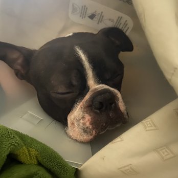 Spay Neuter Network - Passed out from the meds - Community Service/Non-Profit Near Me - Crandall, Texas Spay Neuter Network - Passed out from the meds - Community Service/Non-Profit Near Me - Crandall, Texas