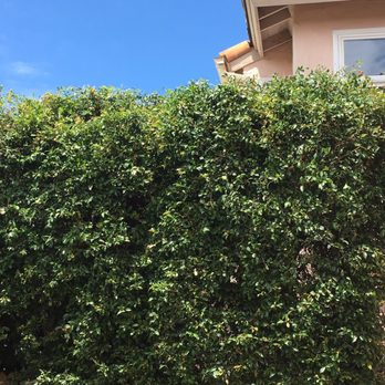 Cortez Tree Care Inc. - My thick messy hedge.... - Tree Services Near Me Cortez Tree Care Inc. - My thick messy hedge.... - Tree Services Near Me