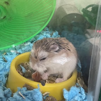 Ck Fish World - My cute hamster with supplies from this store. - Local Fish Stores Near Me - West Covina, California Ck Fish World - My cute hamster with supplies from this store. - Local Fish Stores Near Me - West Covina, California