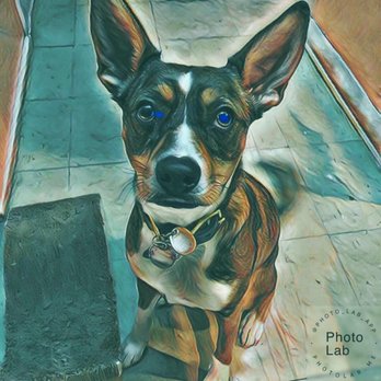 WufSter - Pictures from their updates :) - Dog Walkers Near Me WufSter - Pictures from their updates :) - Dog Walkers Near Me