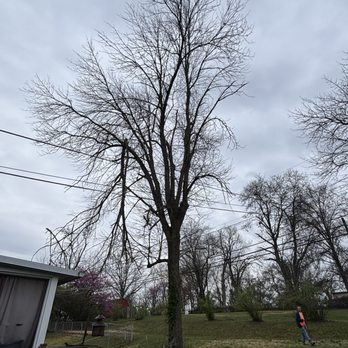 Carter J Trees - Tree Services Near Me