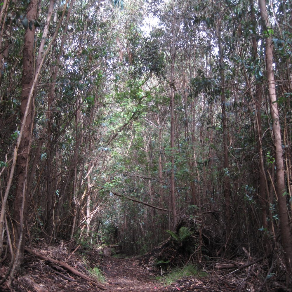 Polipoli Springs State Recreation Area - Haleakala Ridge Trail - Parks Near Me Polipoli Springs State Recreation Area - Haleakala Ridge Trail - Parks Near Me