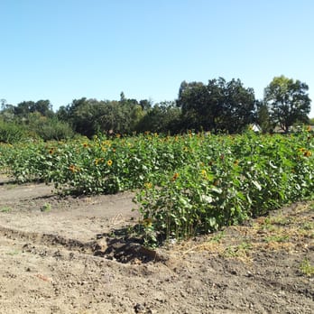 Mangini Fruit Stand - garden - Food Near Me - Pleasant Hill, California Mangini Fruit Stand - garden - Food Near Me - Pleasant Hill, California