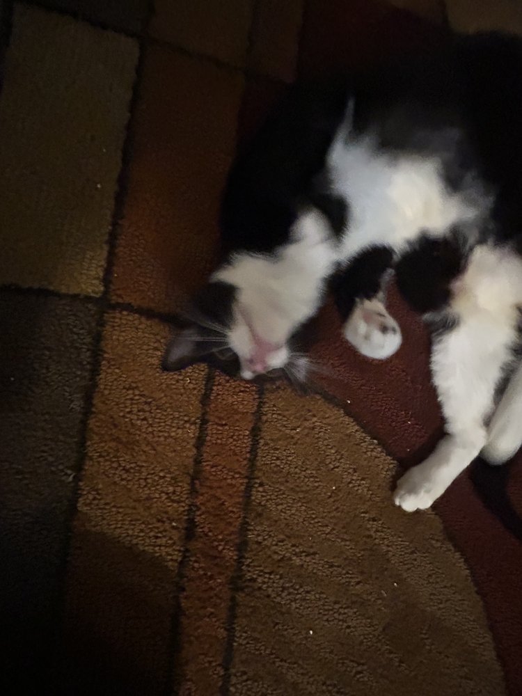 Spca of North Brevard Adoption Center Image