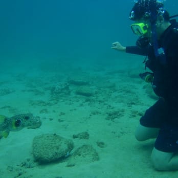 Extended Horizons Scuba - the puffer fish that the instructor was feeding and following us around - Diving Near Me - Lahaina, Hawaii