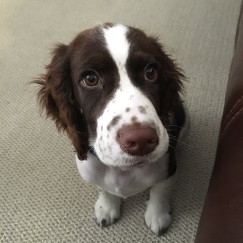 Hello Puppies - Pet Breeders Near Me - Temecula, California Hello Puppies - Pet Breeders Near Me - Temecula, California