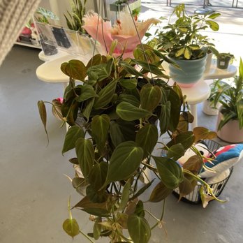 Plant Slut - Healthy houseplants and more! - Home Decor Near Me - San Jose, California Plant Slut - Healthy houseplants and more! - Home Decor Near Me - San Jose, California