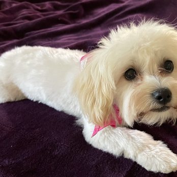 PetSmart Dog Training - AFTER GROOMING Thank you Hapi! - Pet Stores Near Me - San Mateo, California