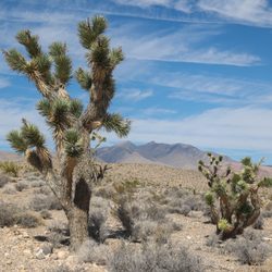 Goodsprings Trailhead - Along the hike - https://bit.ly/1CHQrJa